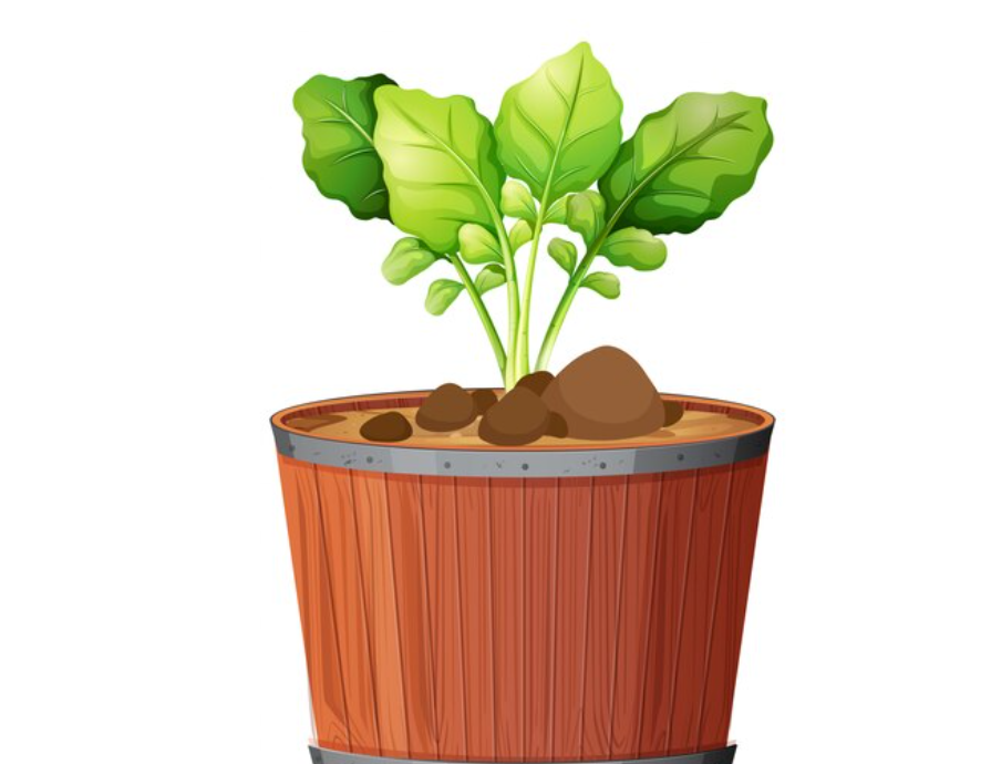 Funny Names For Plants